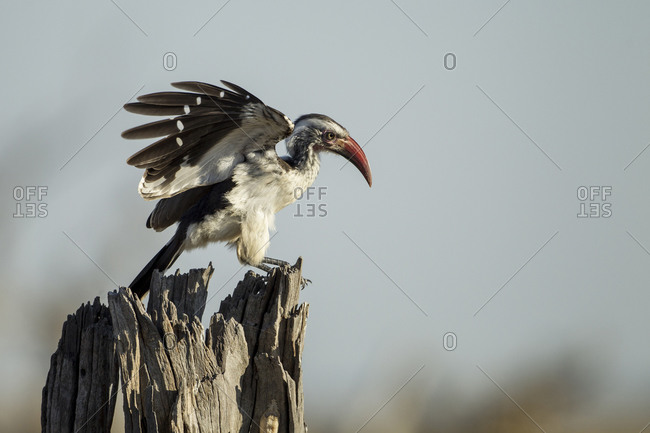 Southern Yellow Hornbill (Tockus leucomelas) standing on dead tree branch in Savuti Marsh