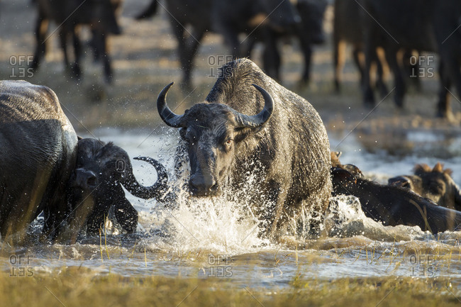 Herd of Cape Buffalo (Syncerus caffer) swimming across river crossing along narrow channel of Chobe River
