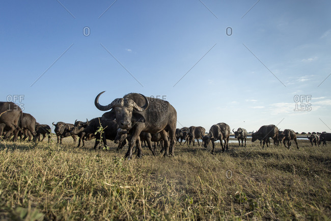 Herd of Cape Buffalo (Syncerus caffer) feeding on grass along banks of Chobe River