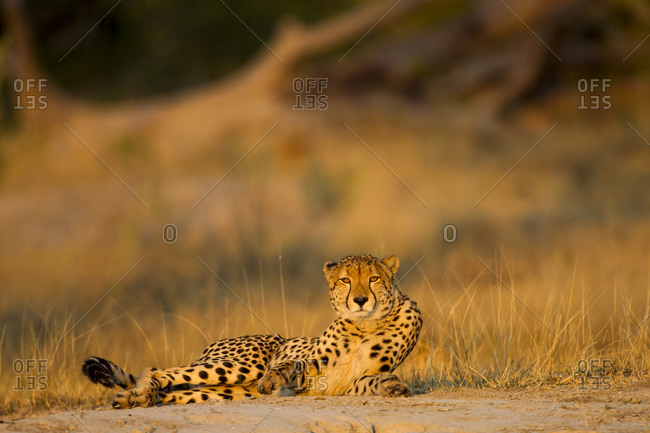 Cheetah (Acinonyx jubatus) rises from resting spot on low rise near Xakanaxa Camp at dawn