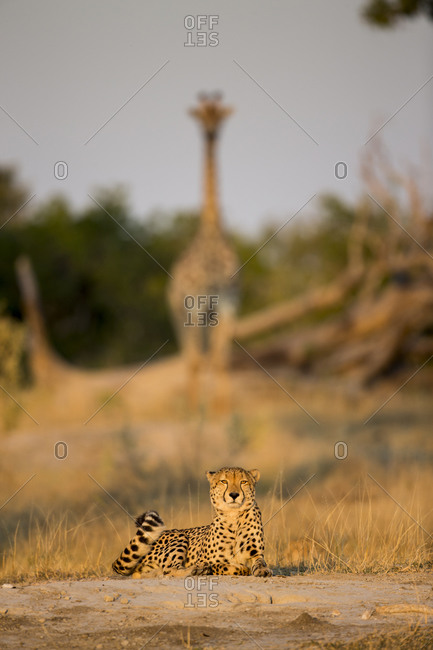 Giraffe (Giraffa camelopardalis) standing behind Cheetah (Acinonyx jubatus) resting on low rise near Xakanaxa Camp at dawn