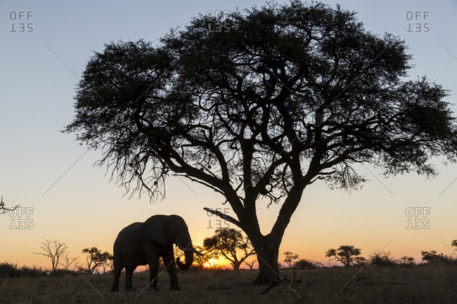 African Elephant (Loxodonta africana) standing beneath acacia tree at sunset in Savuti Marsh