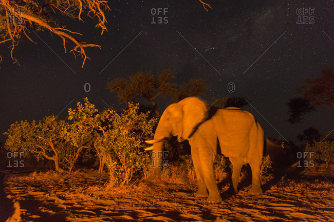 African Elephant (Loxodonta africana) stands by firelight in Kalahari Desert at night in Savuti Marsh