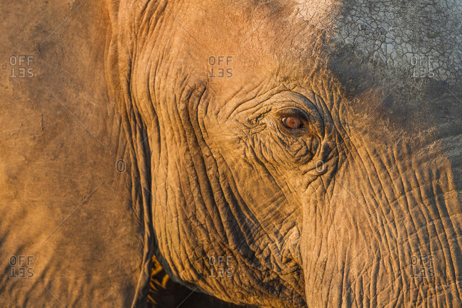 Close-up view of eyeball of Elephant (Loxodonta africana) standing along Chobe River at sunset