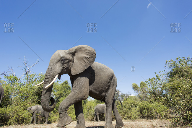 African Elephant (Loxodonta africana) walking in mopane forest along Chobe River on winter afternoon