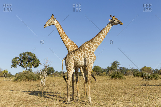 Giraffes side by side (Giraffa camelopardalis)