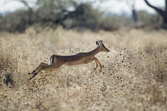 Impala (Aepyceros melampus) leaping through tall grass in Savuti Marsh in Okavango Delta