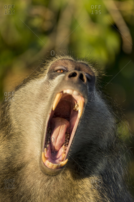 Adult Male Chacma Baboon (Papio ursinus) bares large fangs while yawning in early morning sun along Chobe River
