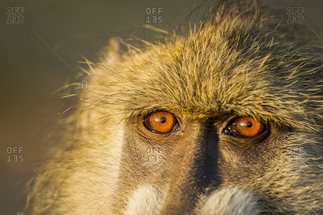 Close-up of eyes of Chacma Baboon (Papio ursinus) sitting in early morning sun along Chobe River