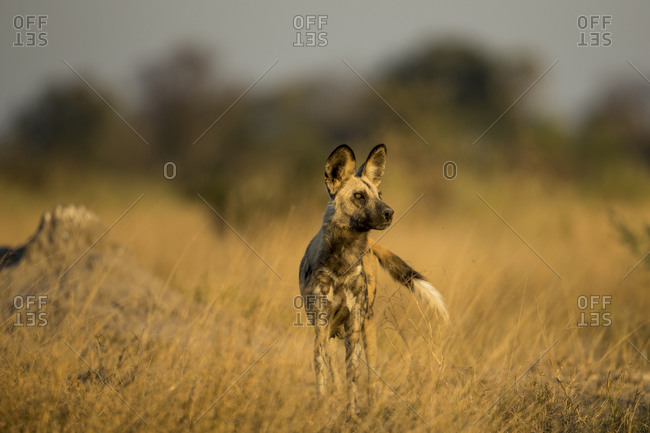 Wild Dog (Lycaon pictus) standing near den in tall grass in Okavango Delta at dusk