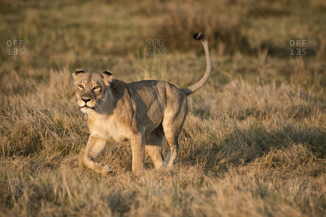 Lioness stalking prey