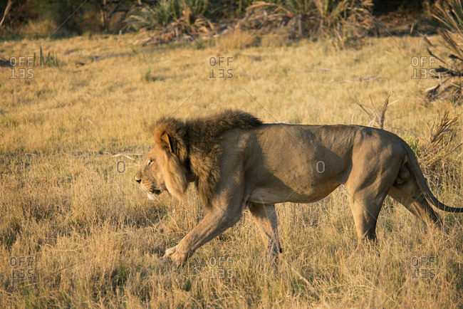 Male lion stalking in grass