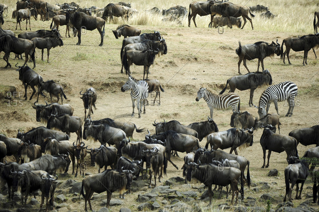 Zebras and wildebeests ready for the great migration