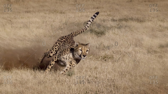 Cheetah running at the Cheetah Conservation Foundation