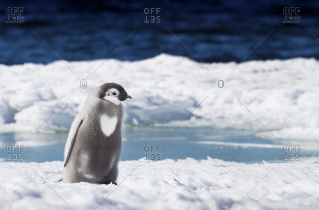 An Emperor penguin chick with heart on its chest walks on the ice