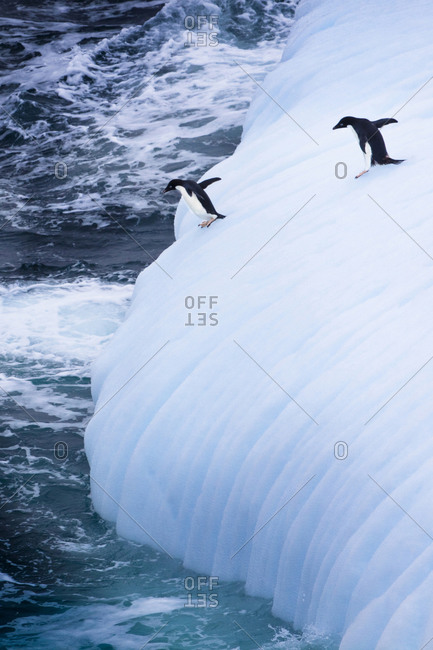 Adelie Penguins jump of an iceberg