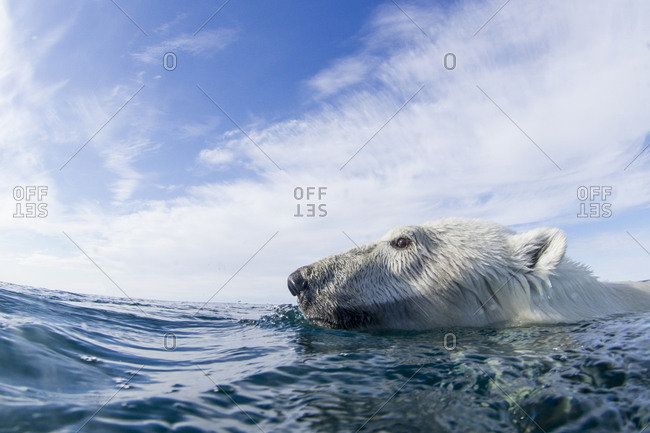 Close-up of Polar Bear (Ursus maritimus) swimming near Harbour Islands near Arctic Circle