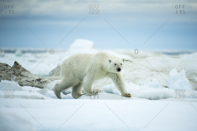 Polar Bear (Ursus arctos) walking across sea ice in Frozen Strait near Arctic Circle along Hudson Bay