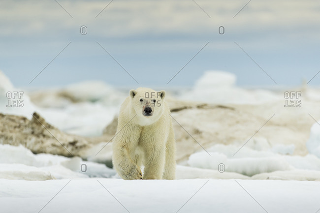 Polar Bear (Ursus arctos) walking across sea ice in Frozen Strait near Arctic Circle along Hudson Bay