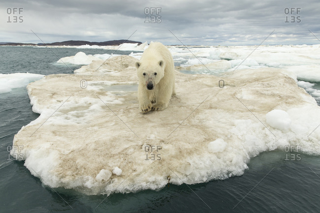 Young Polar Bear (Ursus maritimus) standing at edge of ice pack in Frozen Strait near Arctic Circle along Hudson Bay