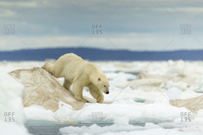 Young Polar Bear (Ursus maritimus) walking across ice pack in Frozen Strait near Arctic Circle along Hudson Bay