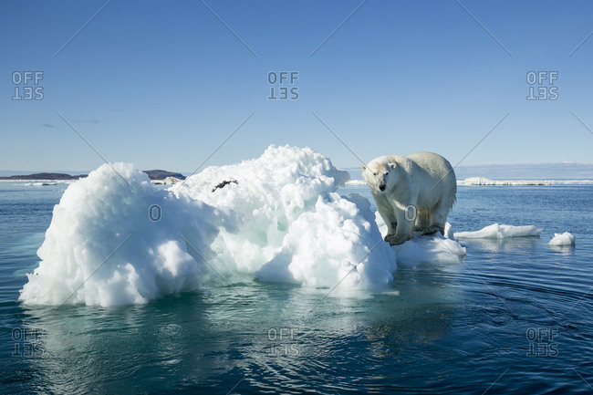 Polar Bear (Ursus maritimus) climbing onto melting iceberg floating in Frozen Strait near Arctic Circle along Hudson Bay