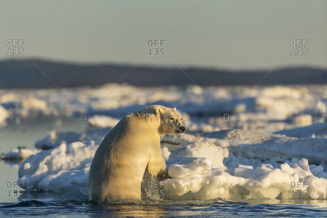 Polar Bear (Ursus maritimus) climbing onto melting sea ice floating in Frozen Strait near Arctic Circle along Hudson Bay at sunset