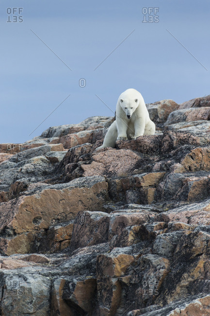 Polar Bear (Ursus maritimus) sitting on rocks of Harbour Islands near Arctic Circle along Hudson Bay