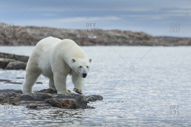 Polar Bear (Ursus maritimus) walking along shoreline of Harbour Islands near Arctic Circle along Hudson Bay