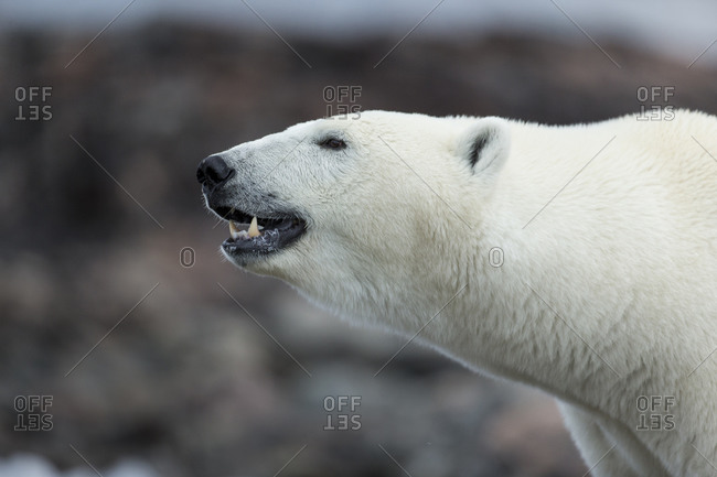 Polar Bear (Ursus maritimus) along shoreline of Harbour Islands near Arctic Circle along Hudson Bay