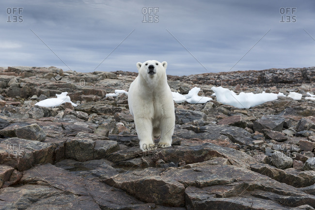 Polar Bear (Ursus maritimus) along shoreline of Harbour Islands near Arctic Circle along Hudson Bay