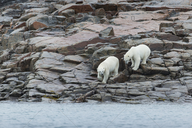 Two Polar Bears (Ursus maritimus) walking along shoreline of Harbour Islands near Arctic Circle along Hudson Bay