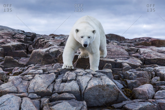 Polar Bear near Arctic Circle along Hudson Bay