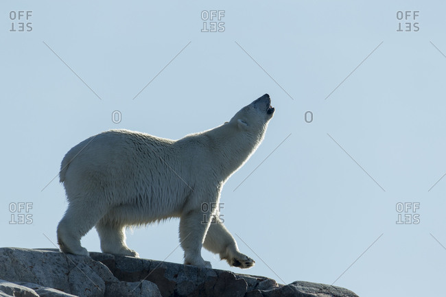 Polar Bear (Ursus maritimus) sniffing air while walking along ridgeline on Harbour Islands along Hudson Bay