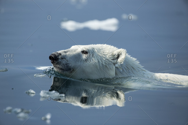 Polar Bear (Ursus maritimus) swimming in Hudson Bay near Arctic Circle