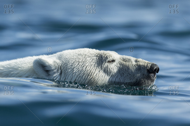 Polar Bear (Ursus maritimus) swimming near Harbour Islands in Hudson Bay just south of Arctic Circle