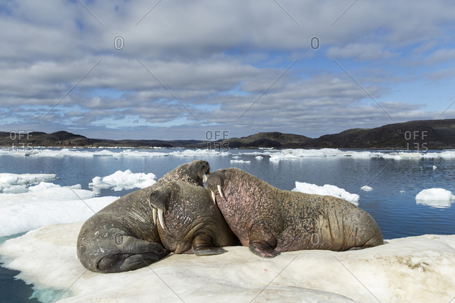 Group of Walrus (Odobenus rosmarus) resting on ice floe in Frozen Strait near White Island along Hudson Bay