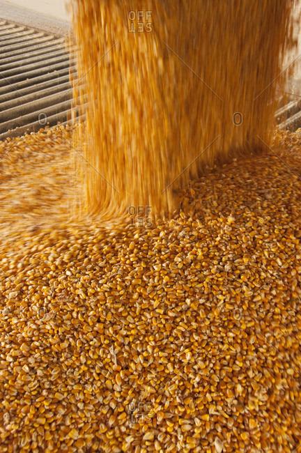 Motion view of harvested grain corn kernels entering an auger at an ethanol plant, near Sioux City, Iowa, USA