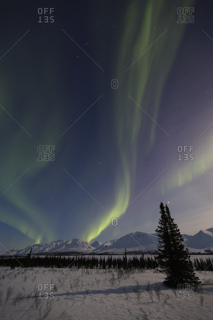 View of the Aurora Borealis (Northern Lights) dancing above the Alaska Range along the Parks Highway at Broad Pass, Alaska, United States of America