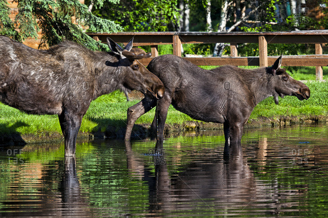 Two young bull moose drinking water in a creek, Chena River State Recreation Area, Fairbanks, Alaska, United States of America