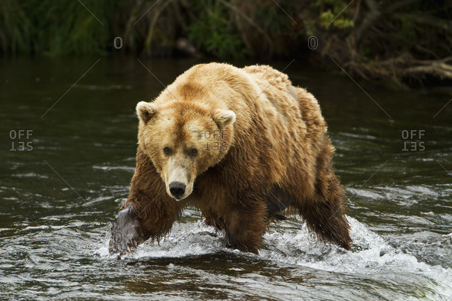 Brown bear (Ursus arctos) walking in shallow water in Brooks River while fishing for salmon, Katmai National Park, Alaska, United States of America