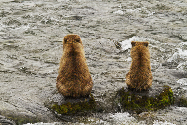Brown bear (Ursus arctos) sow and cub sitting on rocks in Brooks River, side by side from the rear, Katmai National Park, Alaska, United States of America