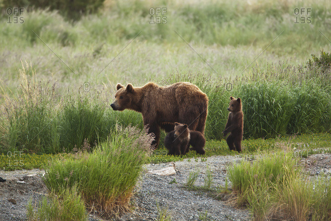 Brown bear (Ursus arctos) sow with three cubs of the year walking along trail, Katmai National Park and Preserve, Alaska, United States of America