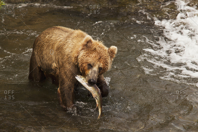 Brown bear (Ursus arctos) in Brooks River holding sockeye salmon (Oncorhynchus nerka), Katmai National Park and Preserve, Alaska, United States of America