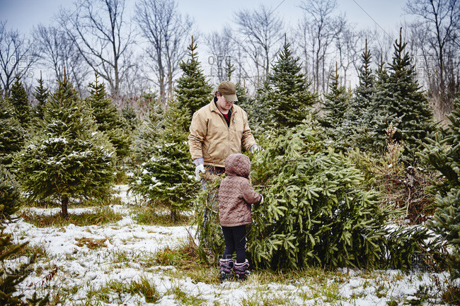 Father and daughter carrying cut down Christmas tree from a Christmas tree farm, Stoney Creek, Ontario, Canada
