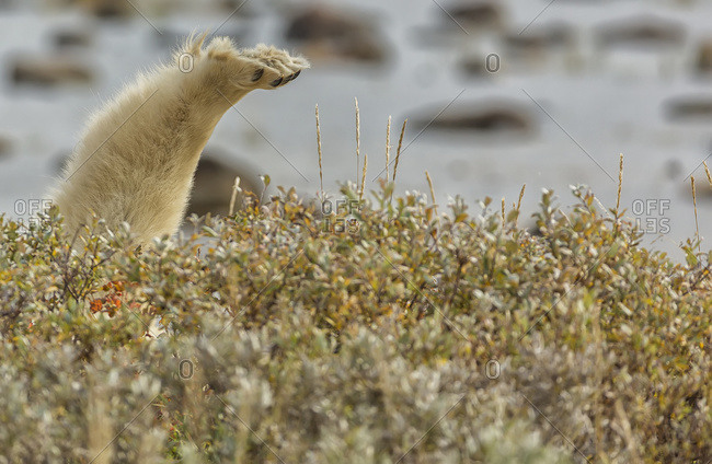 Polar bear (ursus maritimus) paw sticking above the foliage along the south shore of Hudson Bay, Manitoba, Canada