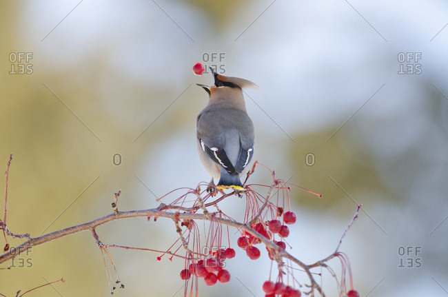 Bohemian Waxwing perched on branch of a crab apple tree tosses a crab apple into the air before swallowing it, Fairbanks, Interior Alaska