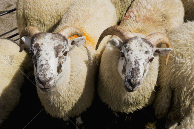 Sheep with markings on the wool at the market, Builth Wells, Powys, Wales