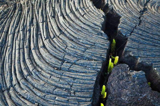 Fresh green ferns growing through a crack of Kalauea lava flow, roping and banding pahoehoe, at Kalapana Gardens Subdivision, Island of Hawaii, Hawaii, United States of America