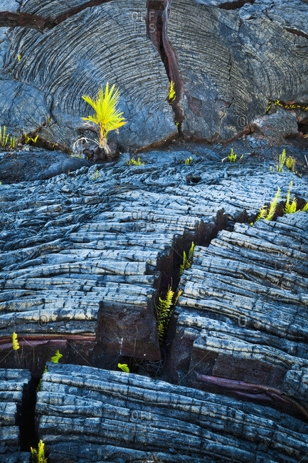 Fresh green ferns growing through a crack of Kalauea lava flow, roping and banding pahoehoe, at Kalapana Gardens Subdivision, Island of Hawaii, Hawaii, United States of America